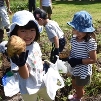 大きなおイモが採れました！