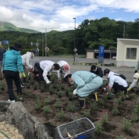 役場前花壇に花を植えました