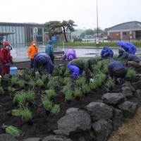 役場前花壇に花を植えました