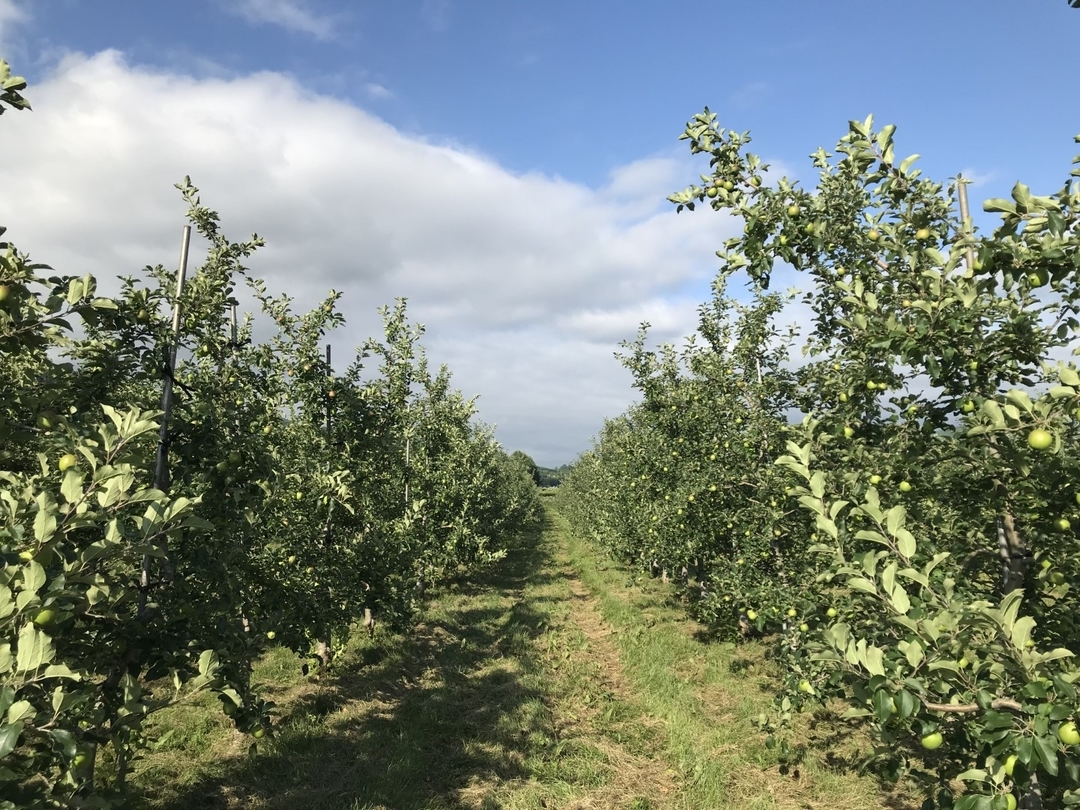 20200807_apple.field.jpg