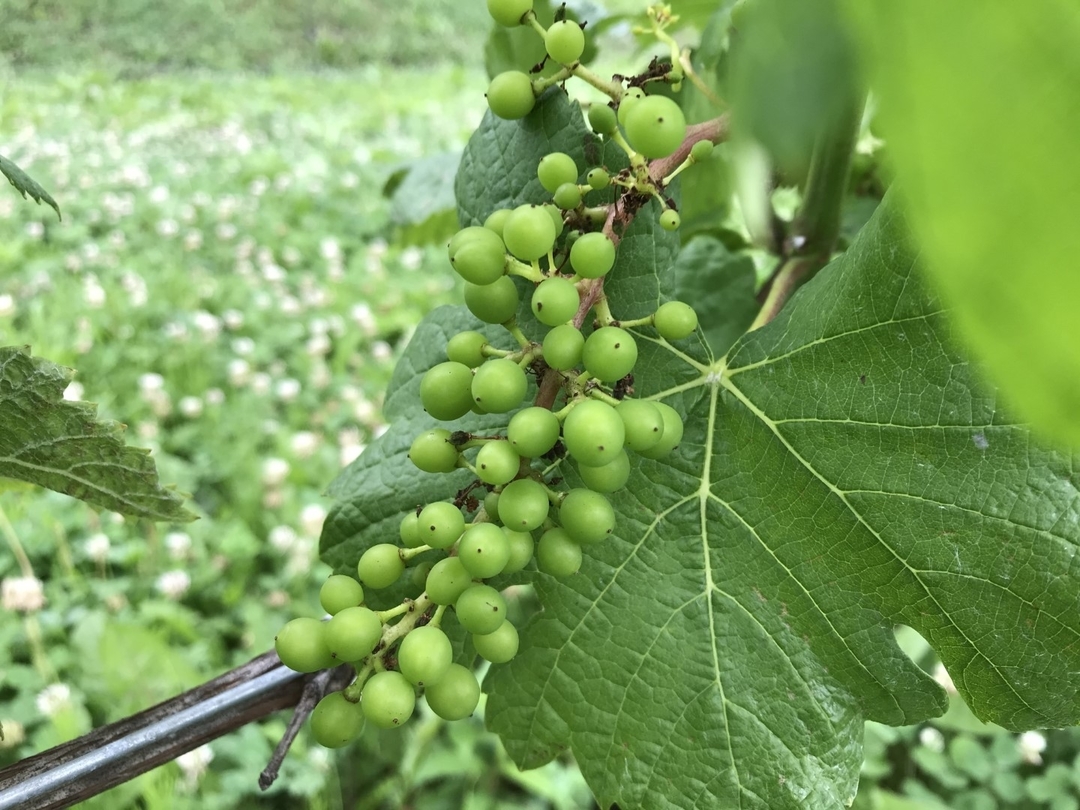 20200807_grape.tekishin.jpg