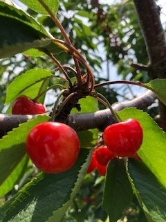 cherry_20200807.jpeg