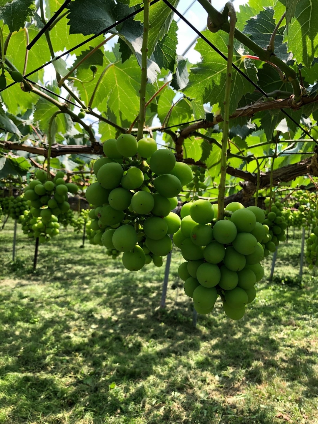grape1_20200807.jpeg