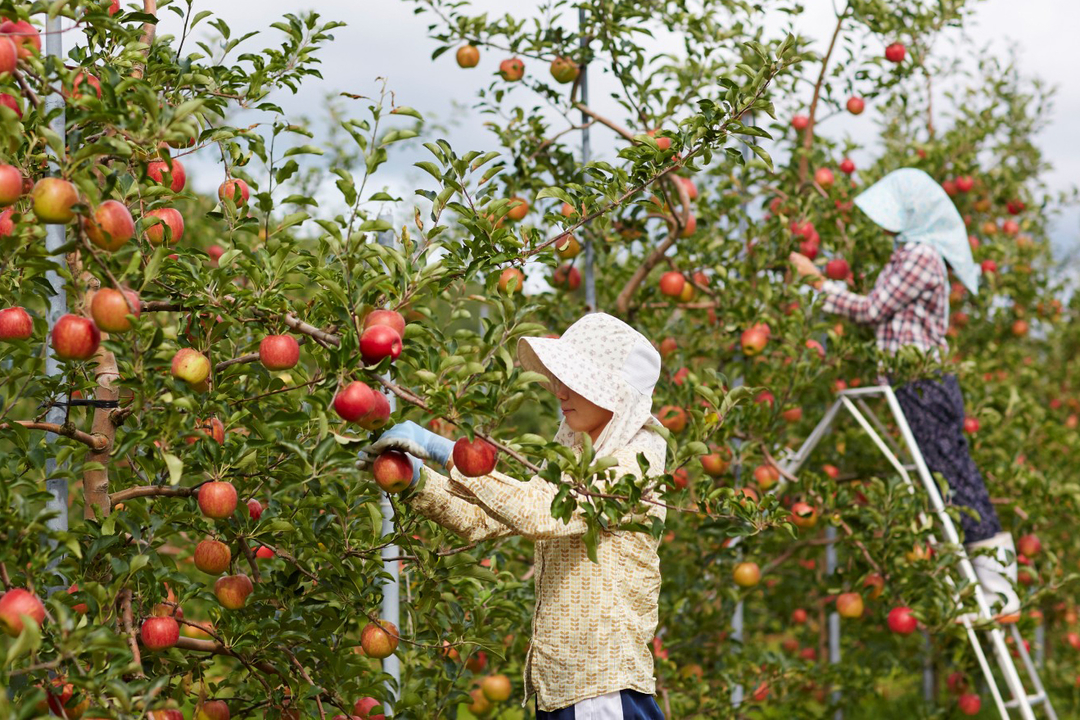 20201103_Nogyo-hajimetai_Kudamono_Ringo_ (34).jpg