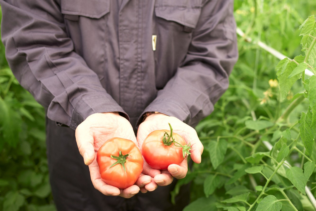 20201103_Nogyo-hajimetai_OrofureTomato_ (5).jpg