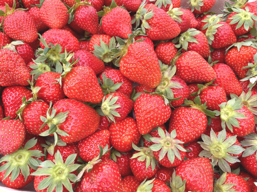 20210622_sm_halleluiah1.JPGのサムネイル画像