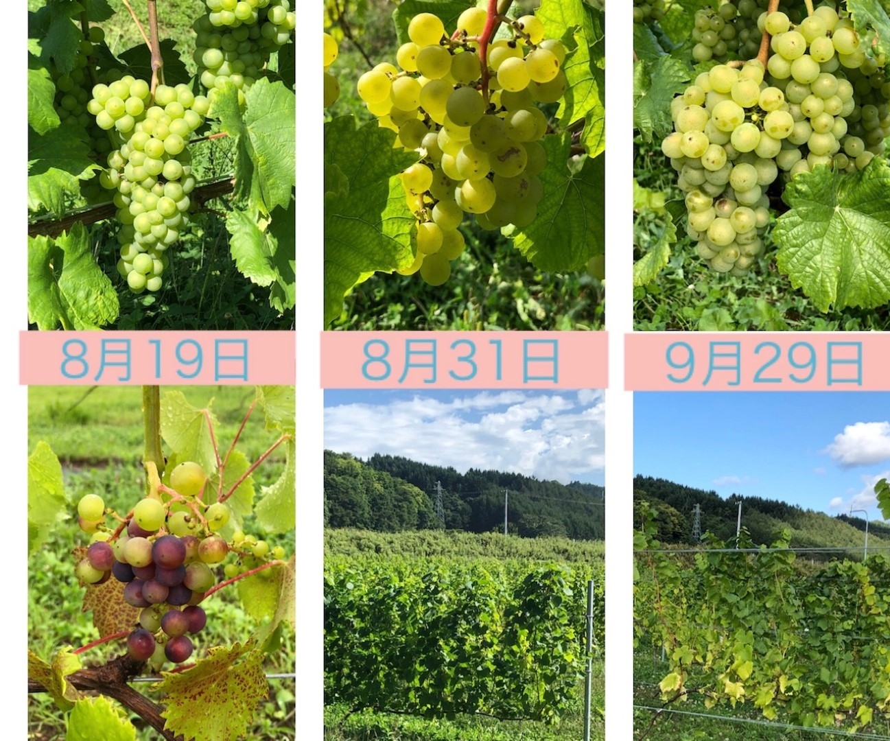 20201005_sy_report2 (Large).jpeg