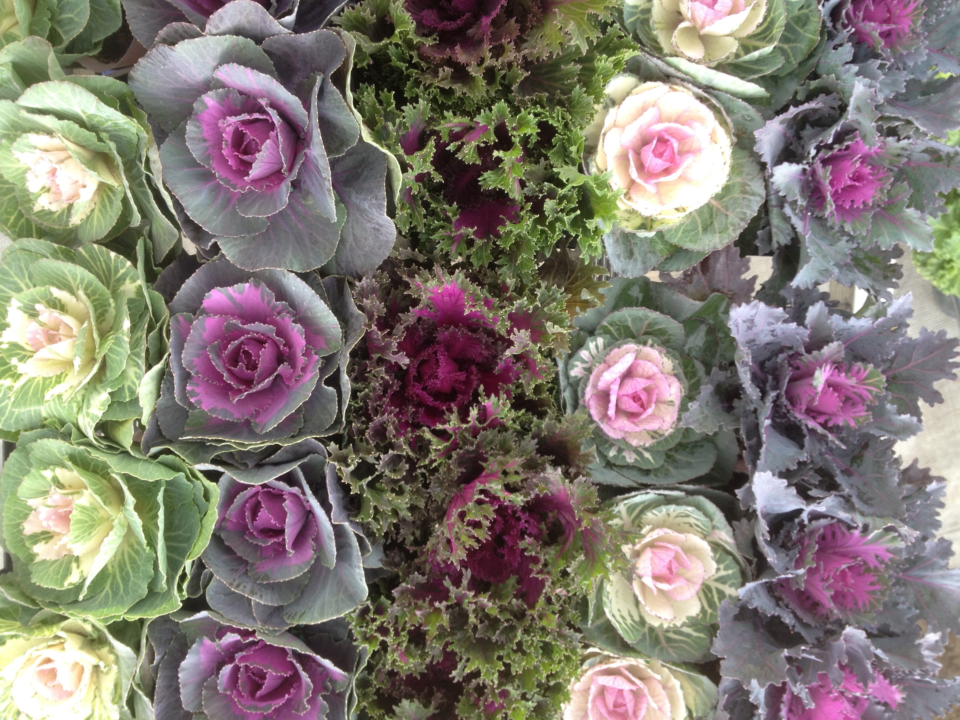 壮瞥町地域おこし協力隊　農業研修　葉牡丹