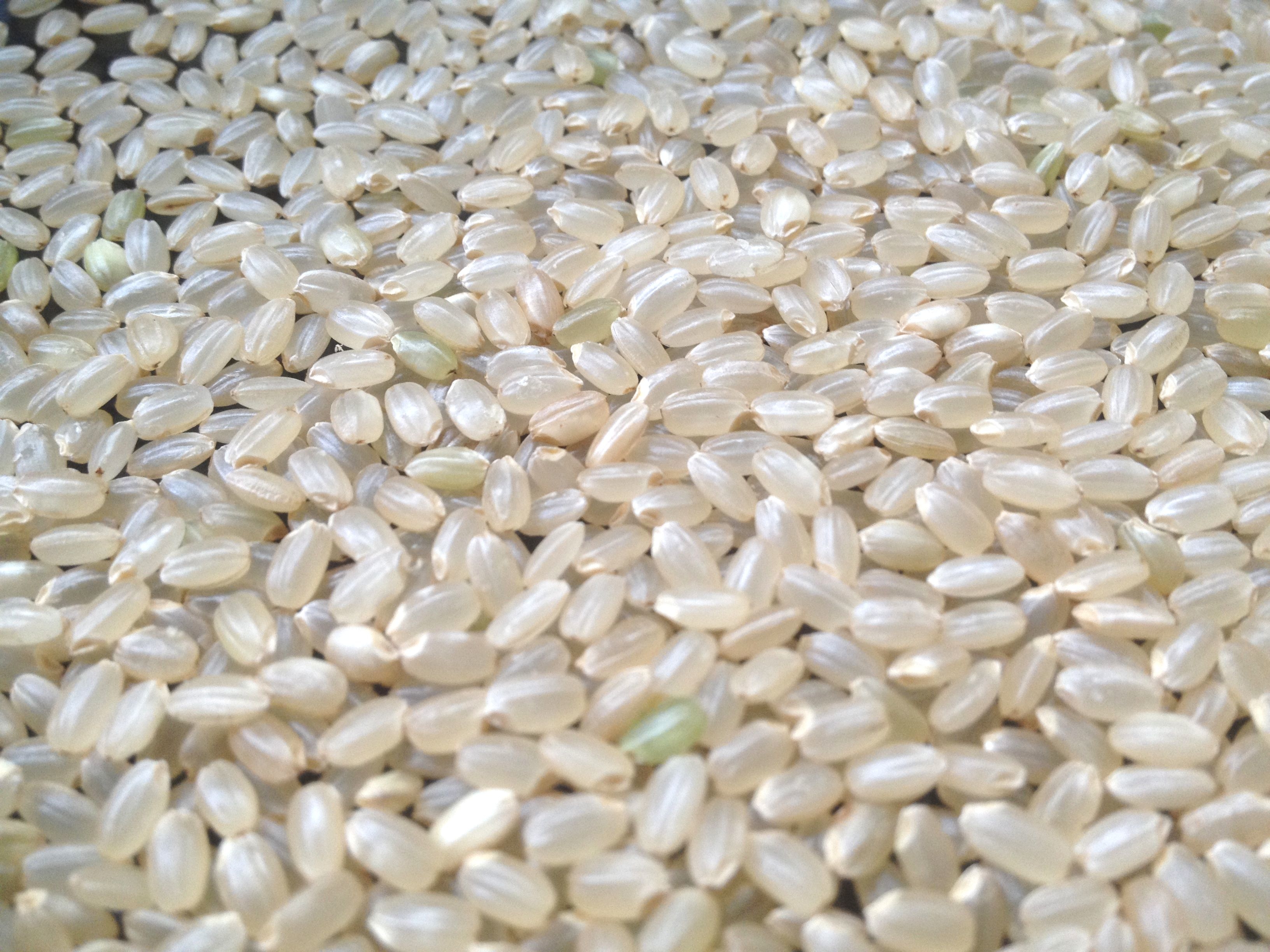 壮瞥町地域おこし協力隊　農業研修　玄米