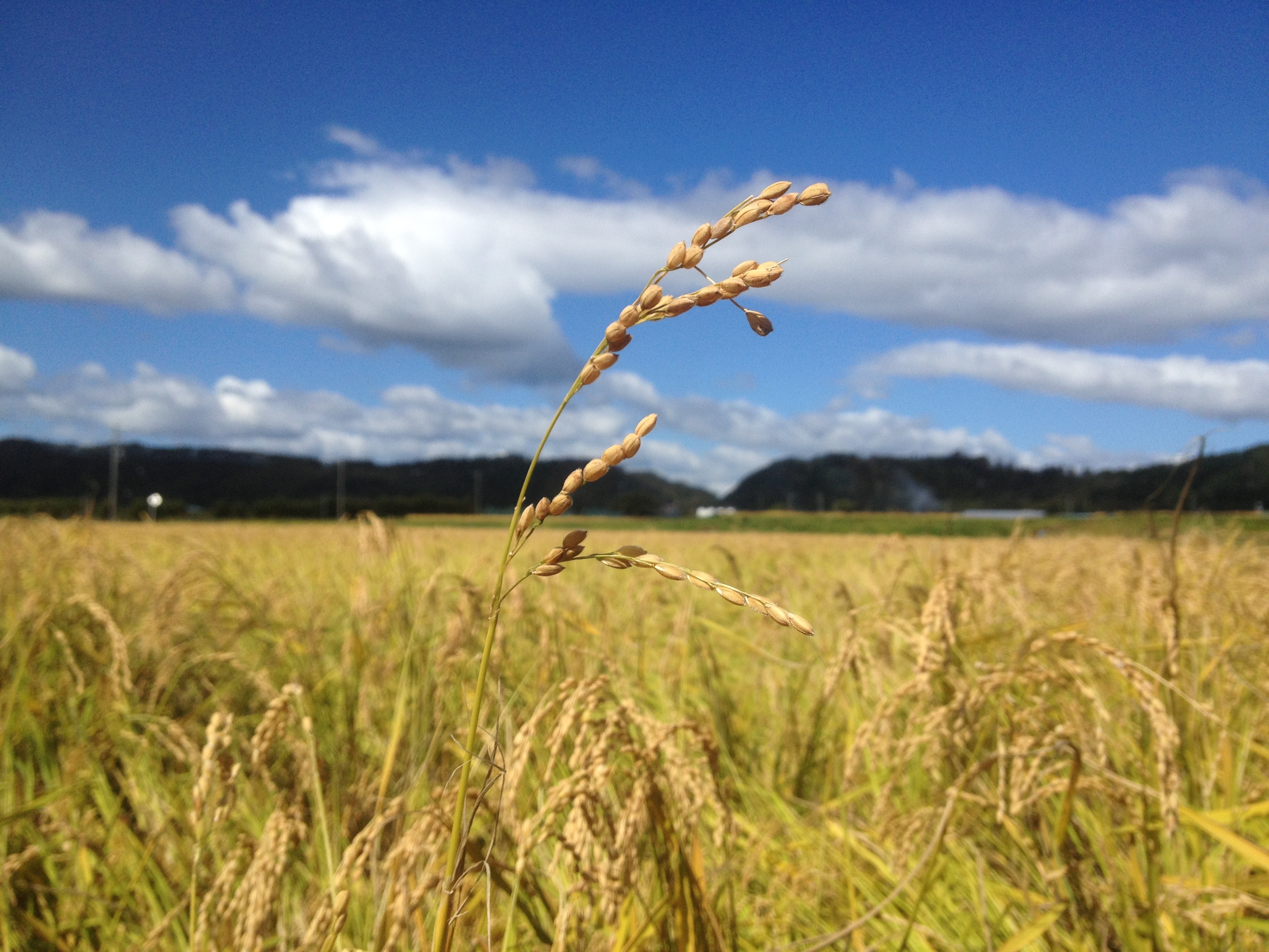 壮瞥町地域おこし協力隊　農業研修　米