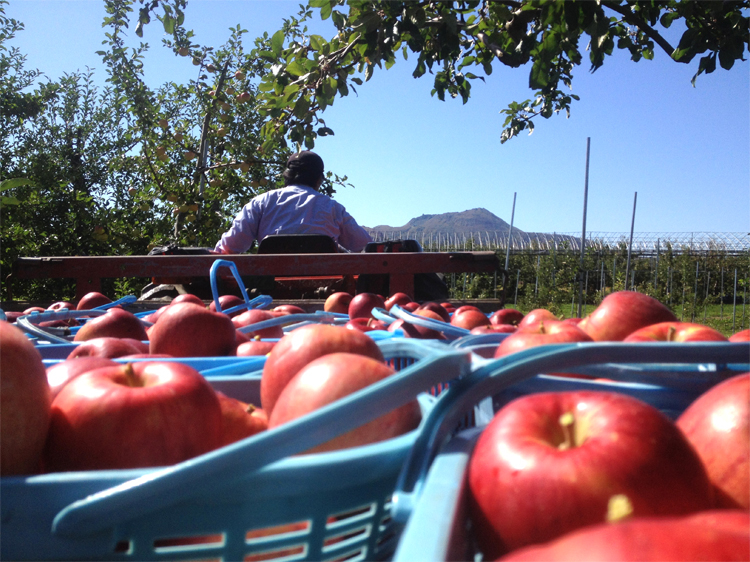 そうべつくだもの村の真っ赤なリンゴ
