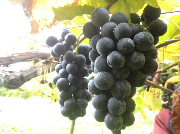 20171023-black-grape.jpg