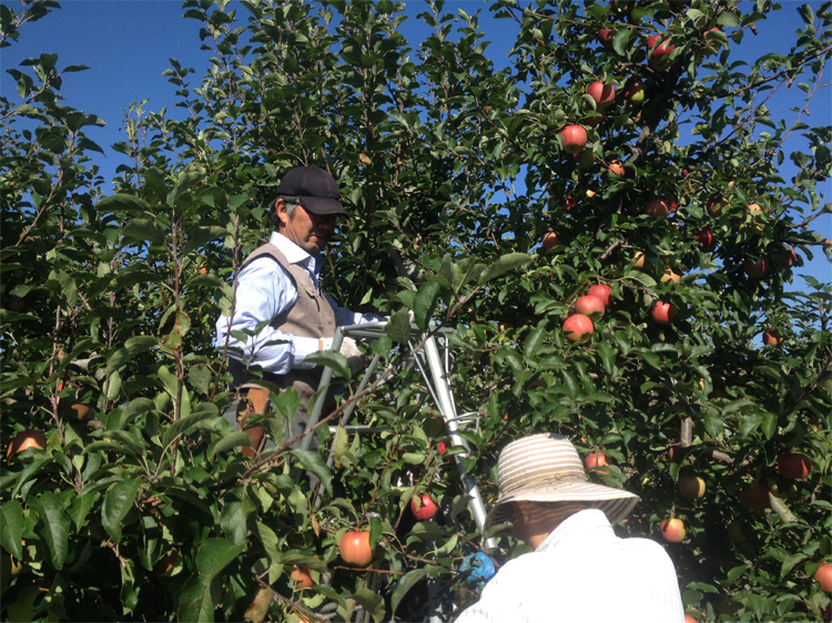 そうべつくだもの村の浜田（留）果樹園のリンゴの収穫作業