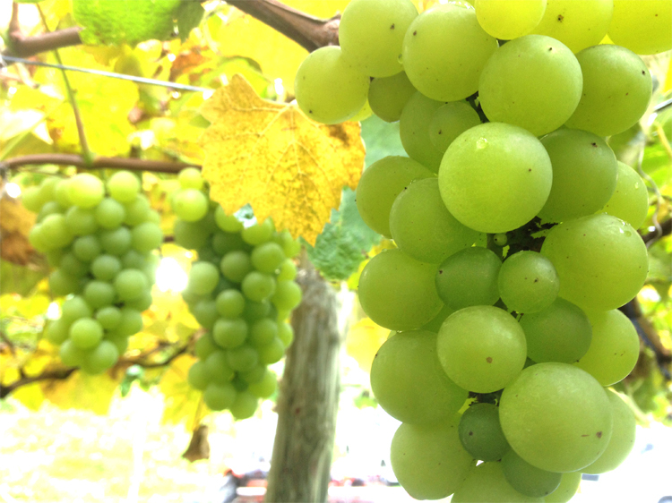 20171023-white-grape.jpg