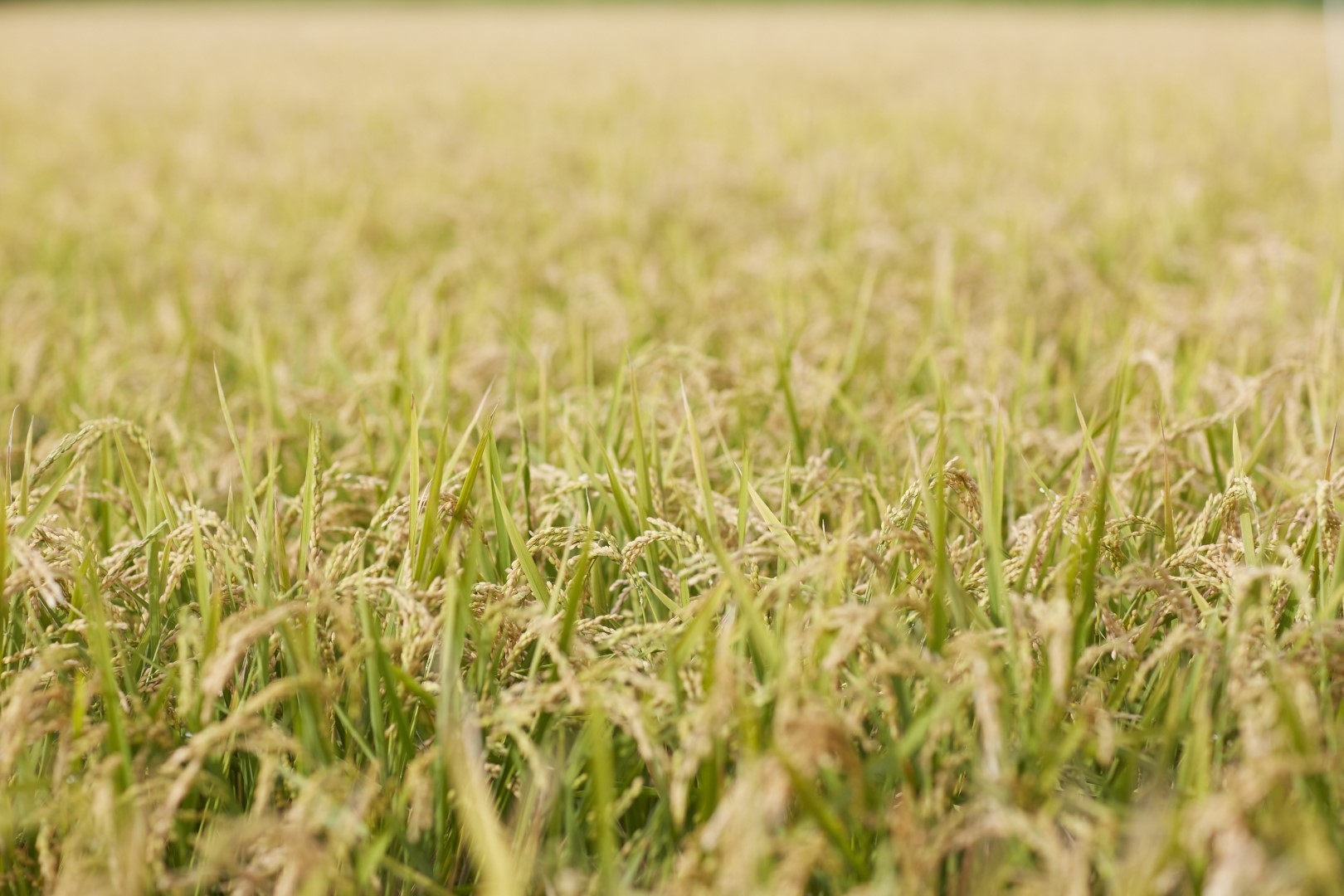 20191028_Sobetsu_Kome_ (10).jpg