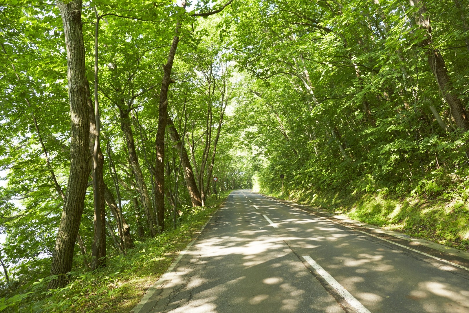 20191028_Toyako_HigashiKohan_GreenTunnel (2).jpg