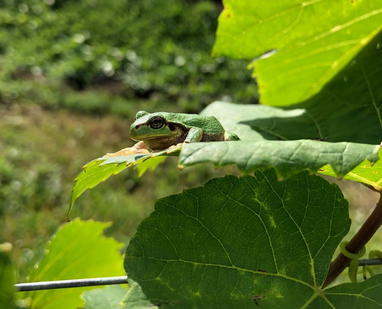 20201005_sy_frog (Large).jpeg