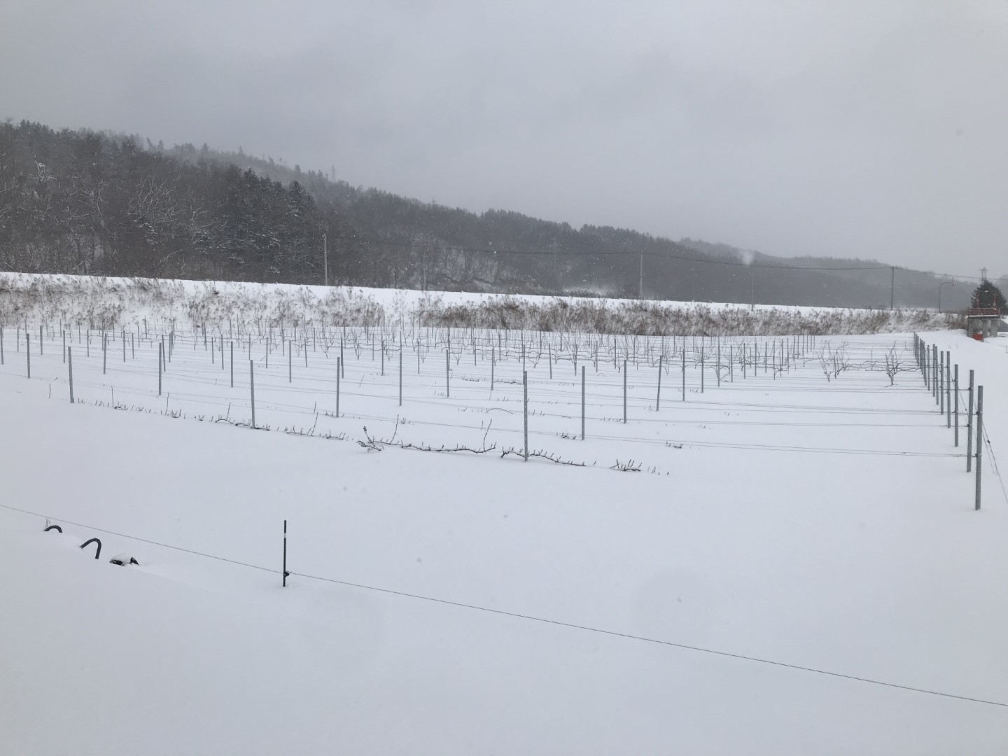 20210128_ks_wintervineyard.jpg