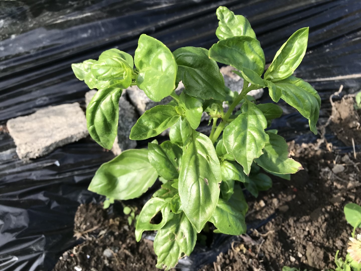 20210621_ks_basil.jpg