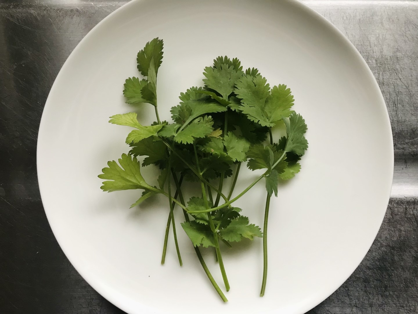 20210719_ks_coriander.jpg