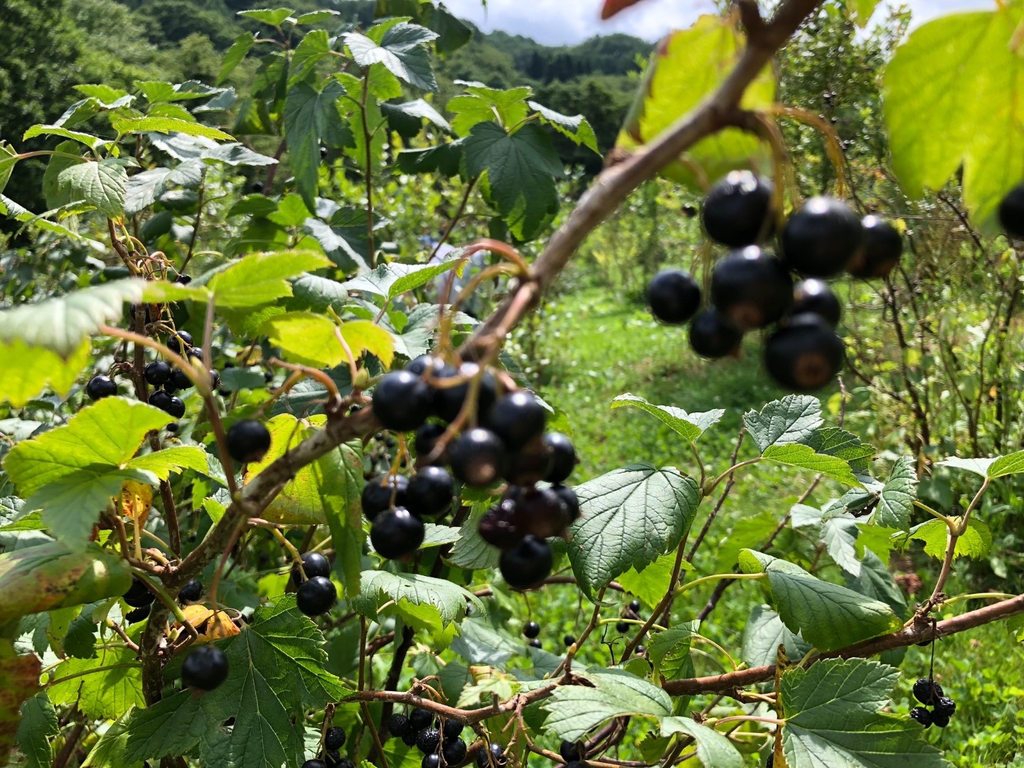 20230801_sy_c5 (L).jpeg