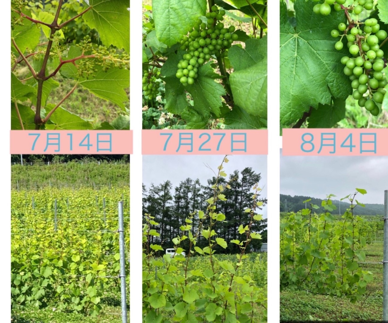 20201005_sy_report1 (Large).jpeg