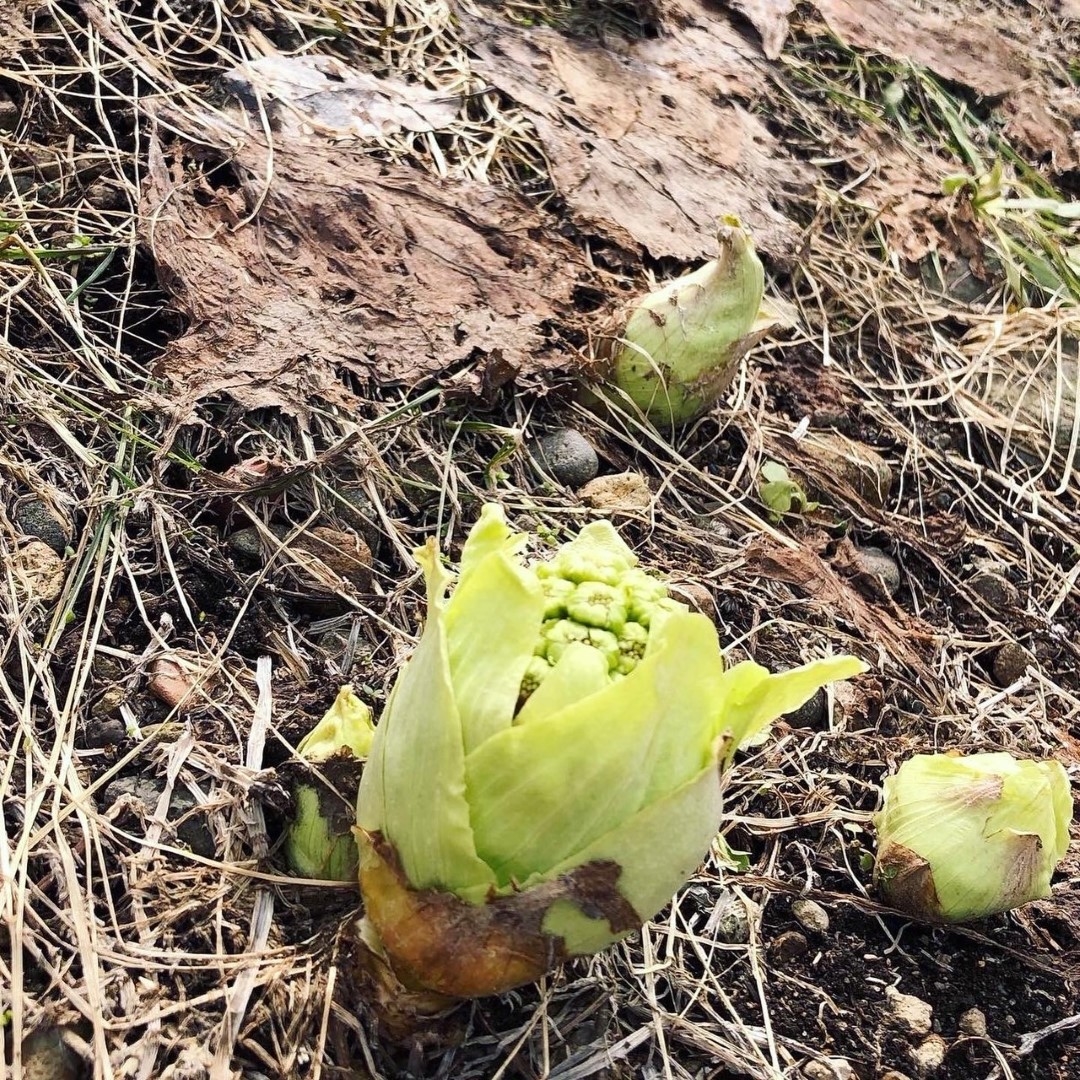 F2_20210327 (Large).jpeg