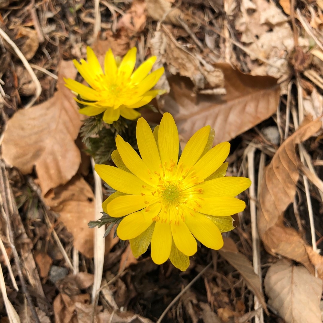 F4_20210327 (Large).jpeg