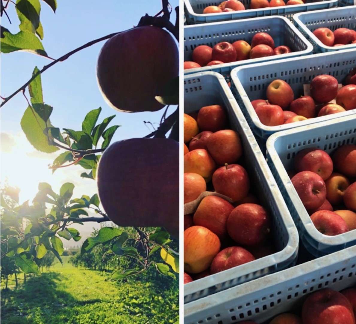 apple1_20201124 (Large).jpeg