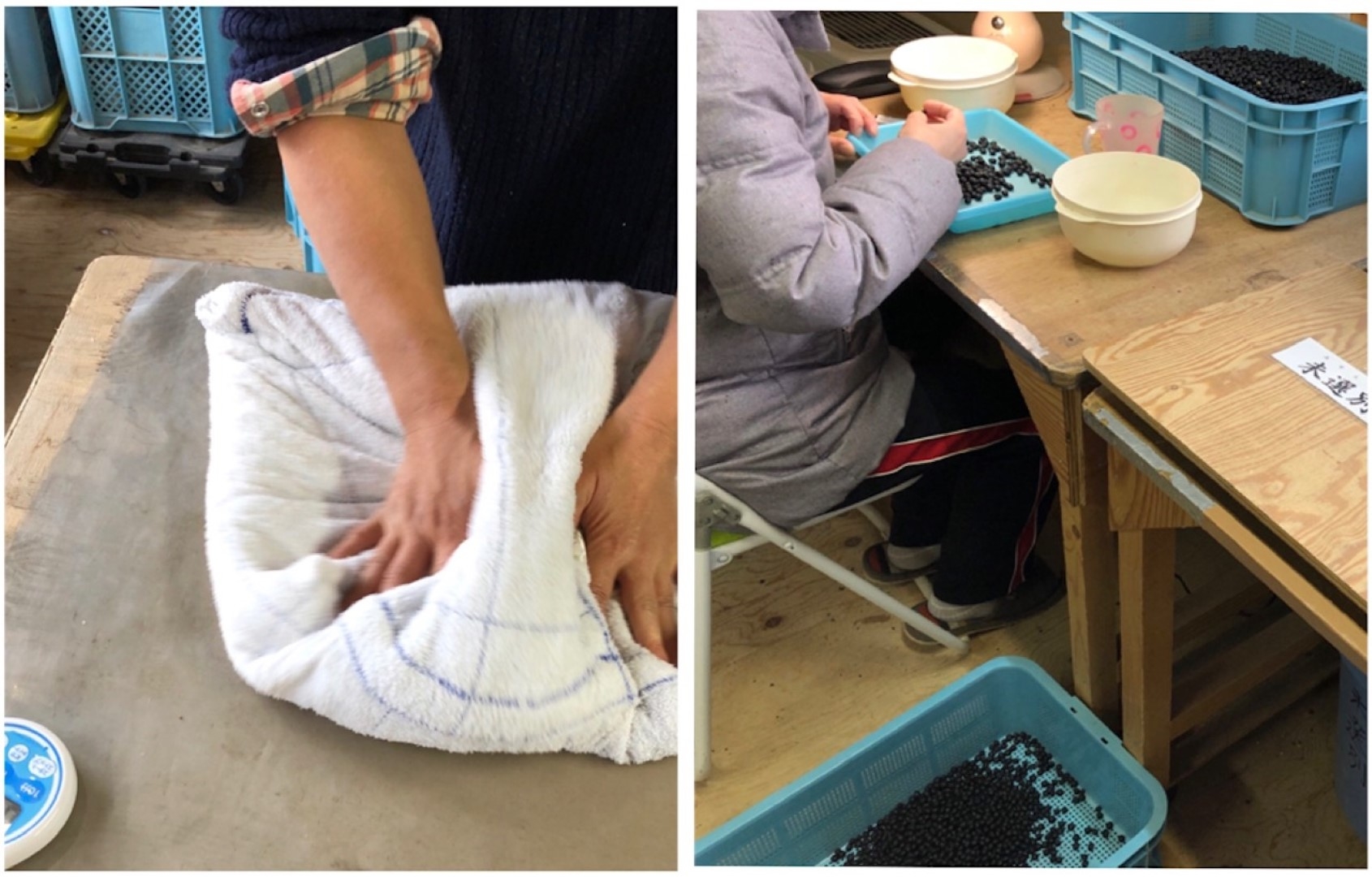 beans_20201124_1 (Large).jpeg