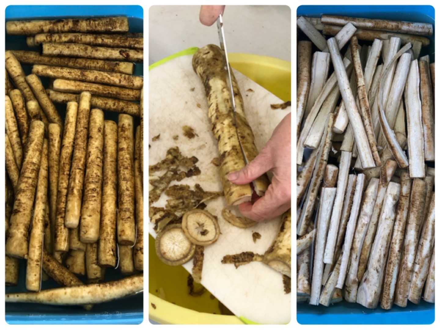 burdock1 (Large).jpeg