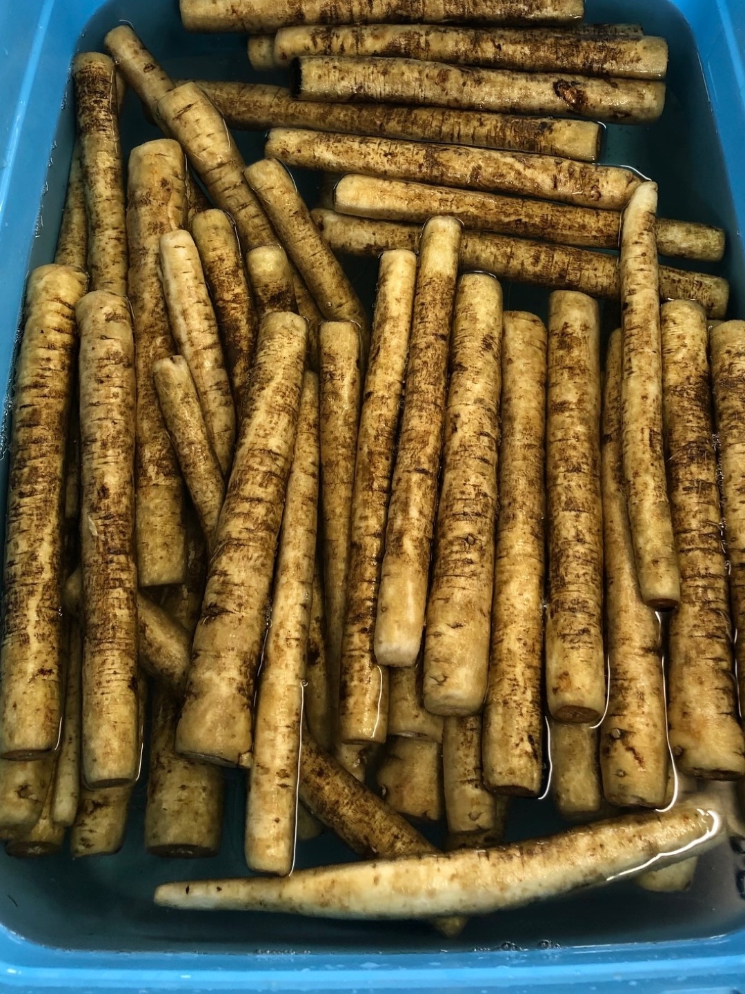 burdrock3 (Large).jpg