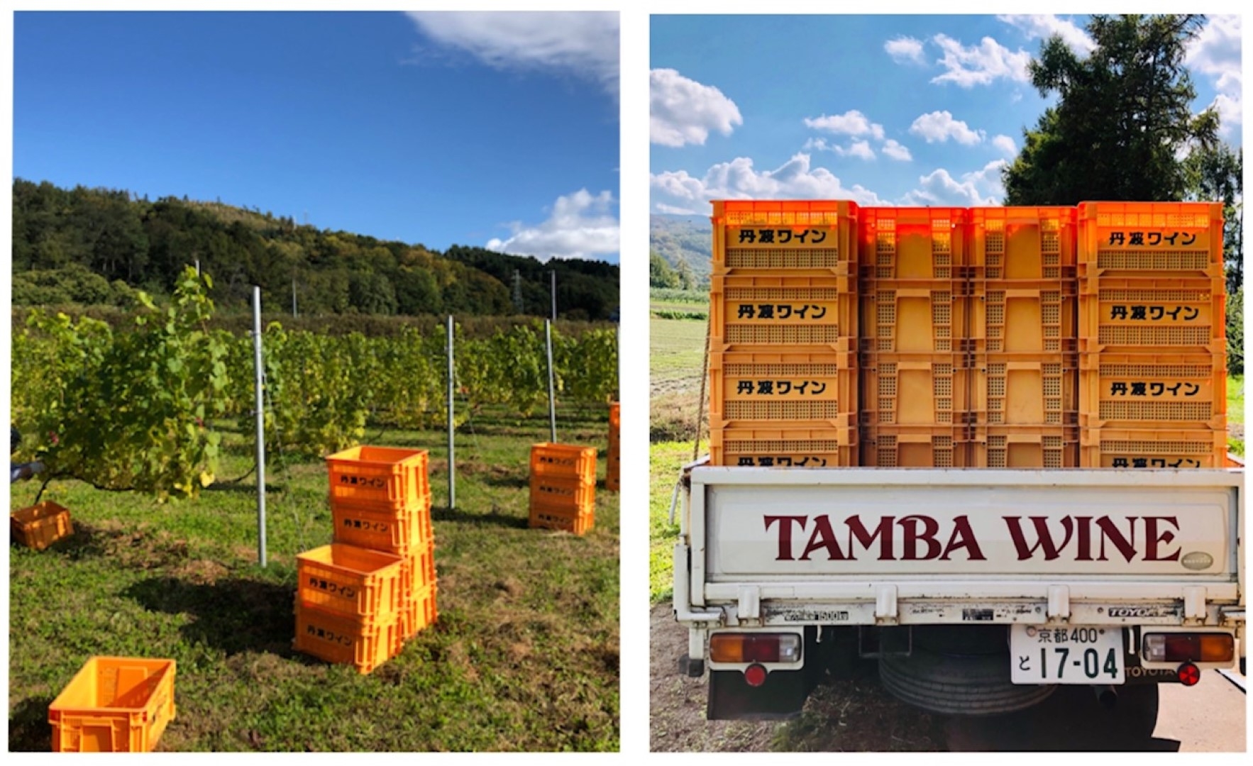 farm_20201105 (Large).jpeg