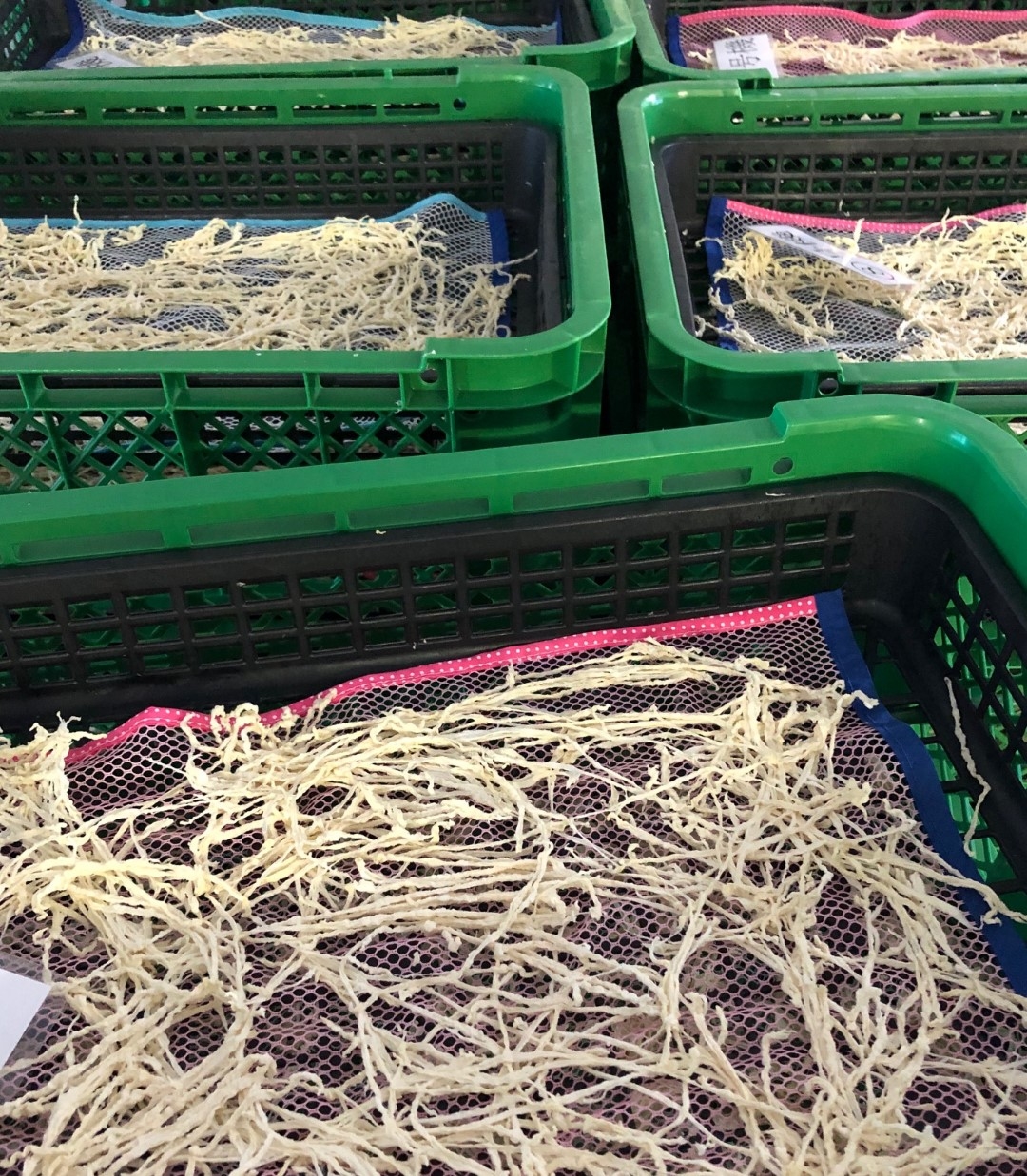 dryradish-2020.12.25 (Large).jpeg