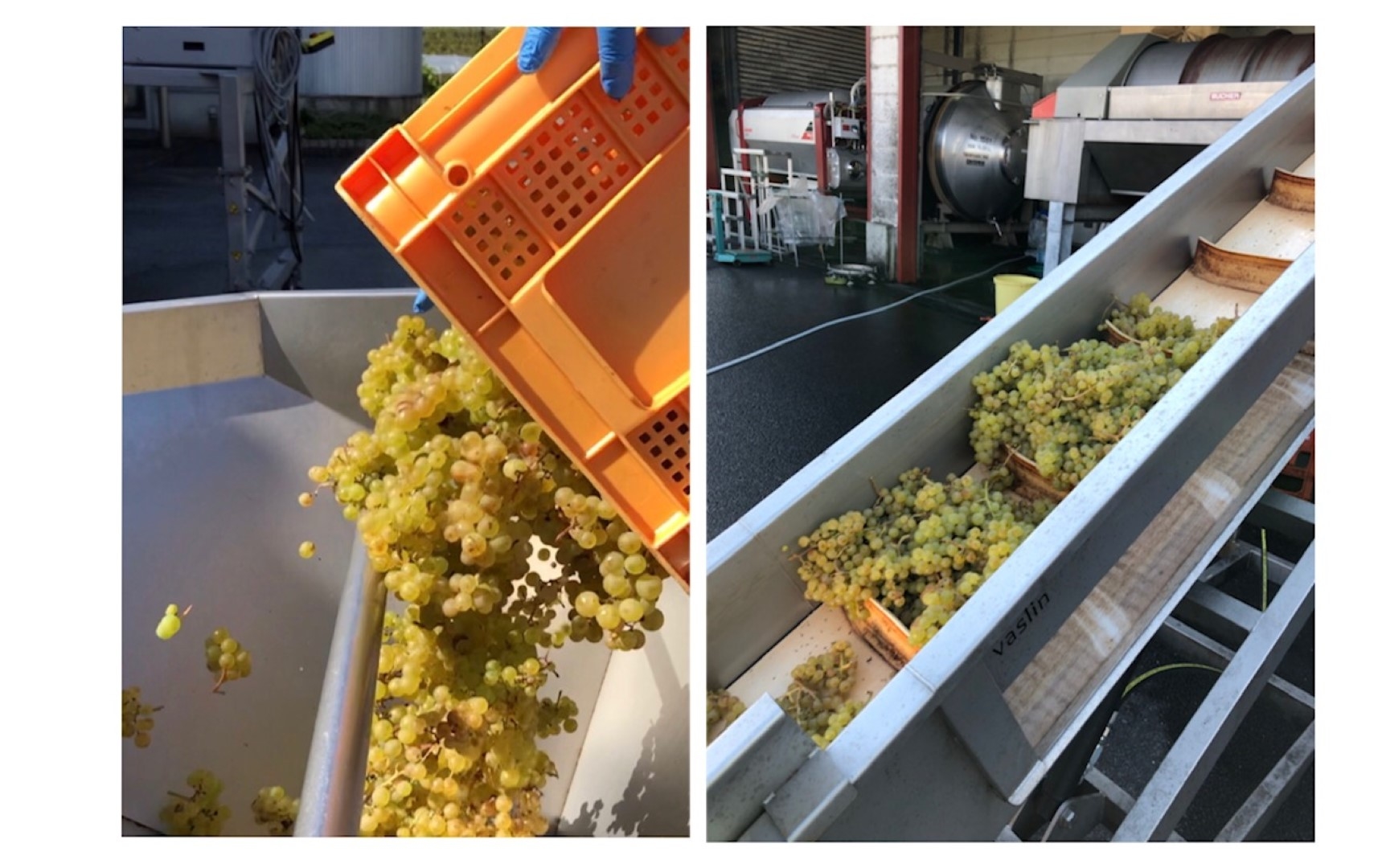 grape1_20201105 (Large).jpeg