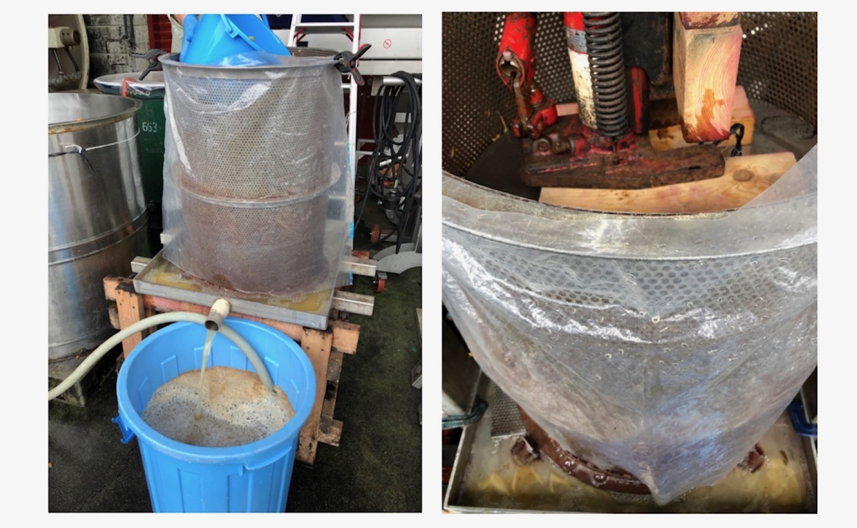 grape3_20201105 (Large).jpeg