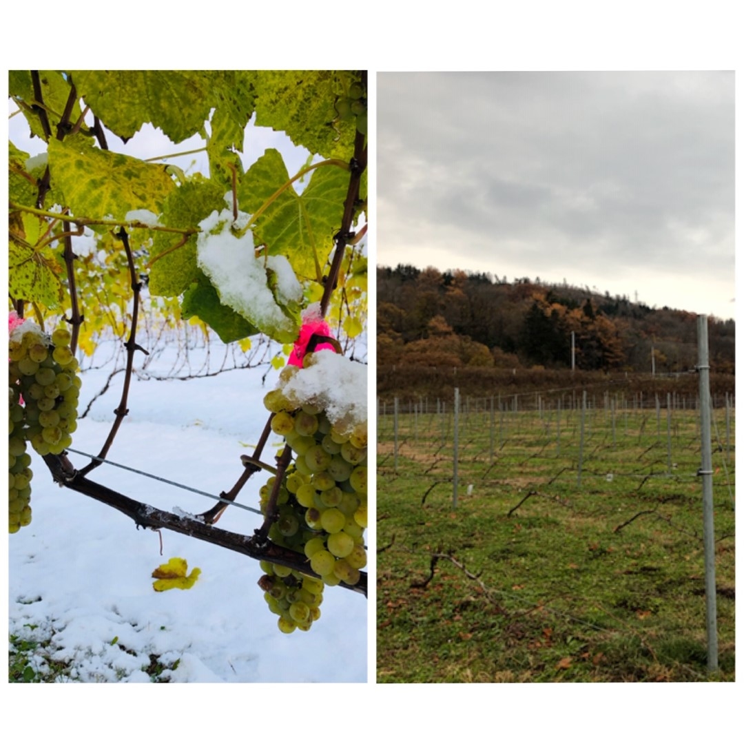 grape_20201124 (Large).jpeg