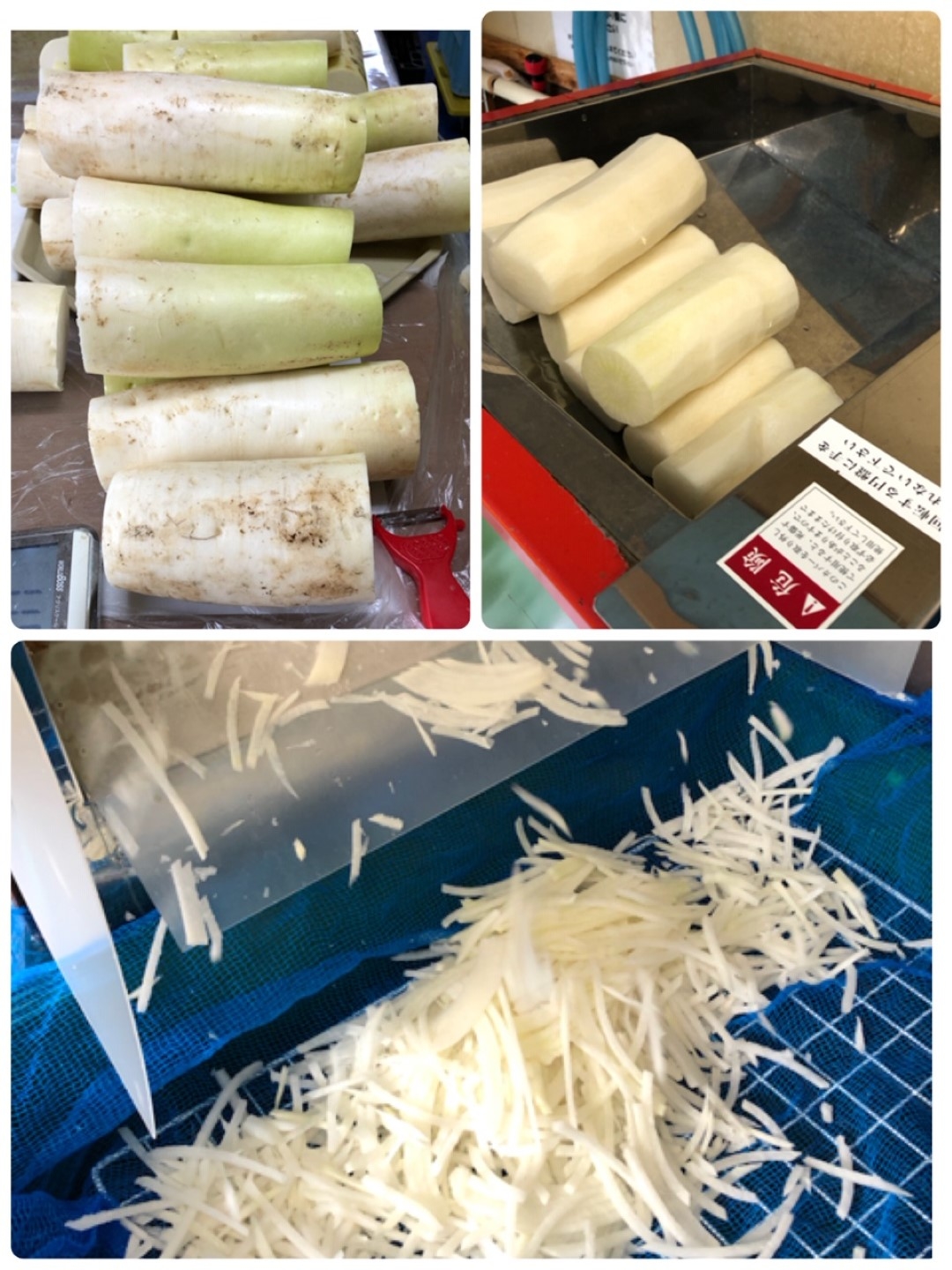 radish2_20201225 (Large).jpeg