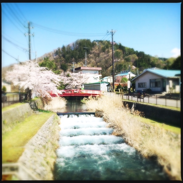 takinomachi-sakura-akaihashi2016.JPG