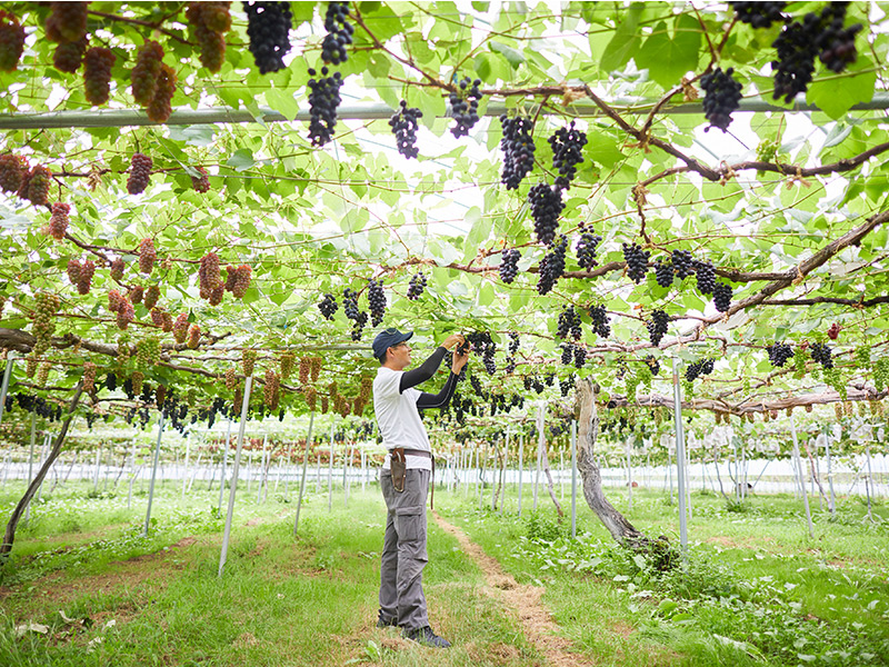 おいしい農作物づくり・特産品開発