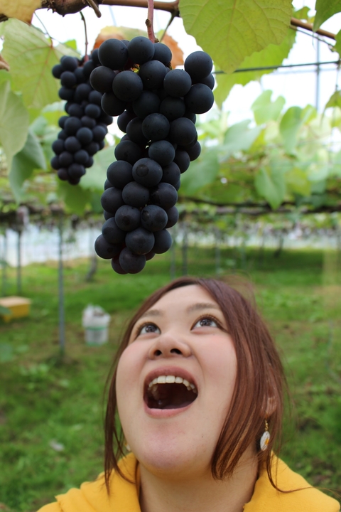 20171211_12.budouhaitadaku.JPGのサムネイル画像