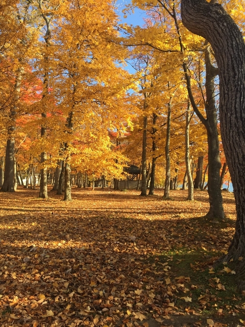 20171211_7.kouyou.jpegのサムネイル画像