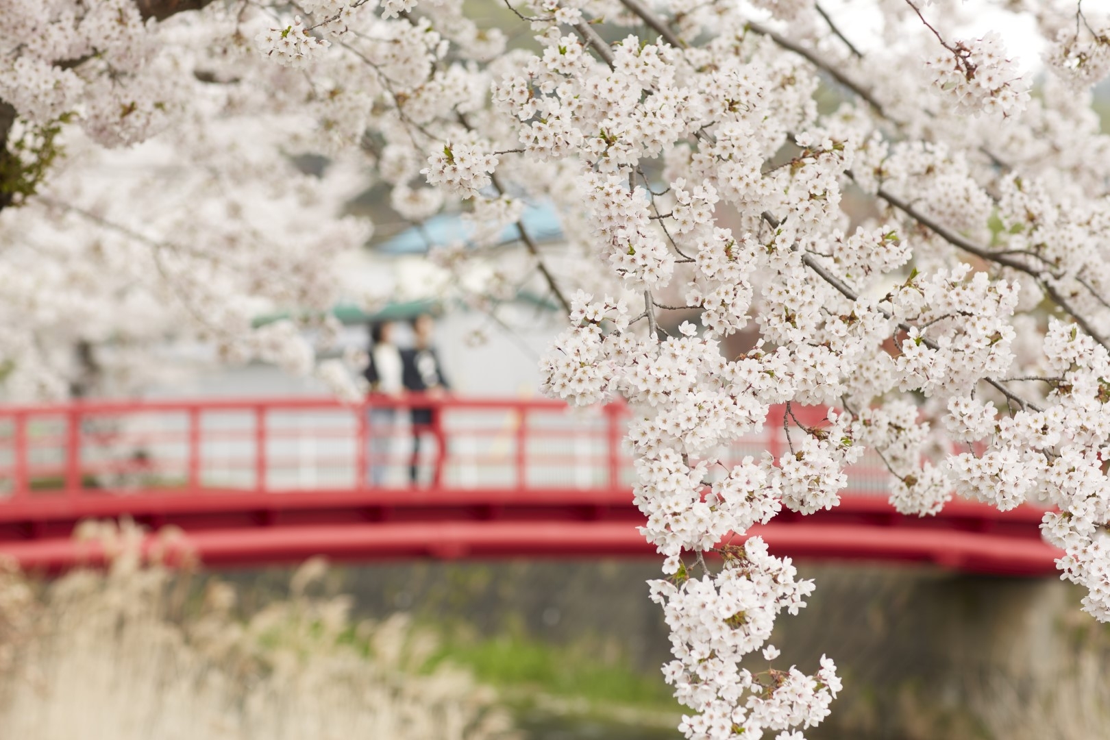 20210309_Sobetsu_Sakura_Spot_5.jpg